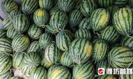 青岛潍坊网红吃瓜,吃瓜群众的美食盛宴